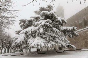 Il cedro del Libano durante la nevicata del febbraio 2012. Foto Sergio Ceccotti